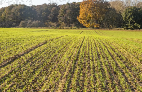 Green shoots of arable winter cereal crop growing in field rows down hillside, Shottisham, Suffolk,