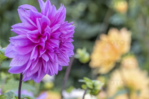 Close-up of a purple dahlia flower in the foreground with blurred yellow background in a garden,