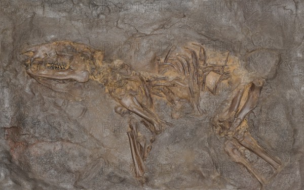Fossil prehistoric horse (PropalÃ¤otherium parvulum), impression or replica, oil shale, Eocene,