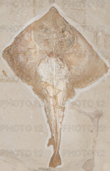 Fossilised extinct stingray (Rajorhina), ray, Cretaceous, rock, remains of fossil fish, excavation,