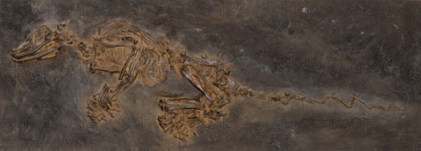 Insectivorous fossil mammal (Kopidodon macrognathus), imprint or replica, oil shale, Eocene,