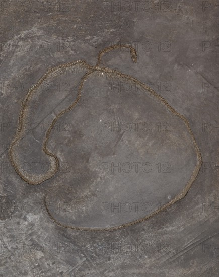 Fossil snake, imprint, replica, oil shale, Eocene, petrification, vertebrate, rock, remains,