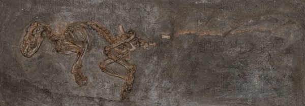Fossil carnivore (Paroodectes feisti), Carnivora, mammal, imprint or replica, oil shale, Eocene,