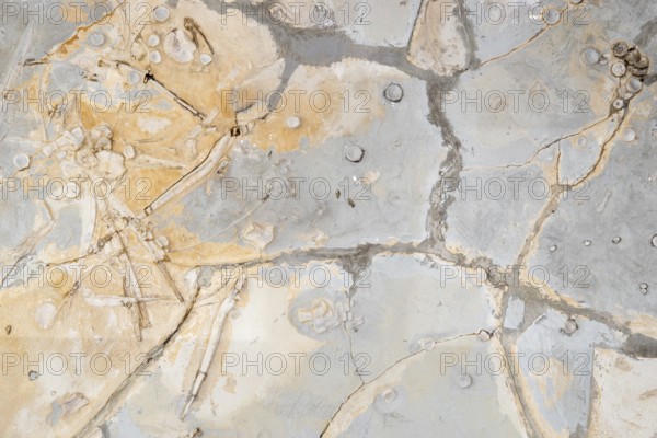 Remains of an ichthyosaurus, undetermined lias, posidonia shale, rock, remains, dinosaur, dinosaur,