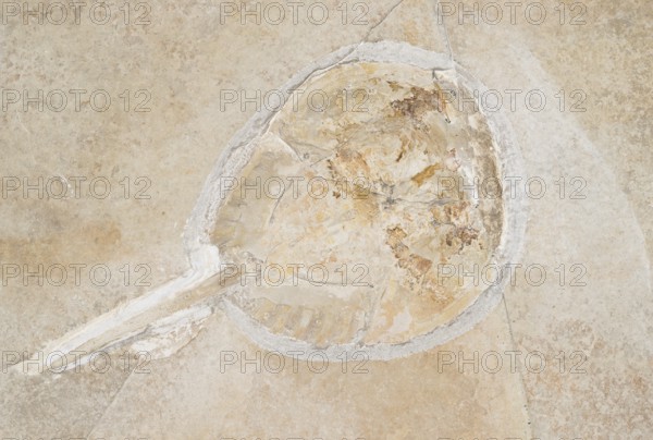 Horseshoe crab, horseshoe crab (Mesolimulus walchi), White Jurassic (Malm), Zeta 2, rock, remains,