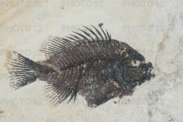 Sea bass fossil from the Eocene (Priscacara serrata), sea bass, rock, remains of fossil fish,