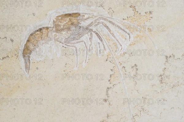 Fossil crab (Aeger tipularius) and dendrites, White Jurassic (Malm), Zeta 2, rock, remains with