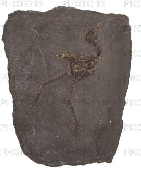 Fossil Messel rail, Messel rail, Messel crane (Messelornis cristata), impression or replica, oil