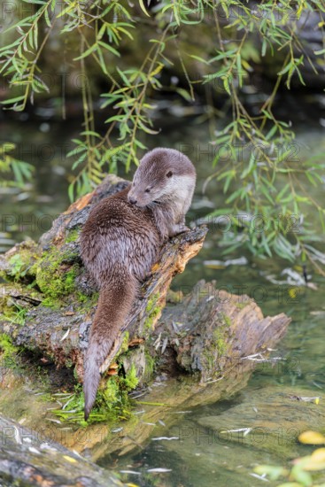 A Eurasian otter (Lutra lutra) grooms himself on a root of a tree with some moss on it lying in the