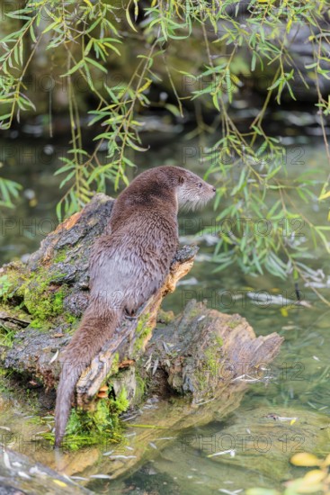 A Eurasian otter (Lutra lutra) rests on a root of a tree with some moss on it lying in the water.
