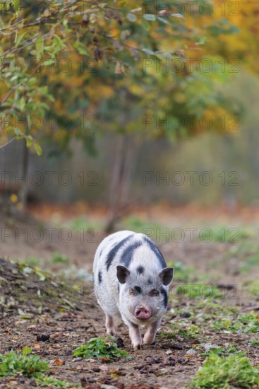 A Kunekune pig (sus scrofa domesticus), a domestic breed from New Zealand walks through a natural