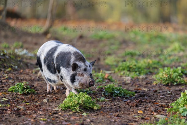 A Kunekune pig (sus scrofa domesticus), a domestic breed from New Zealand walks through a natural