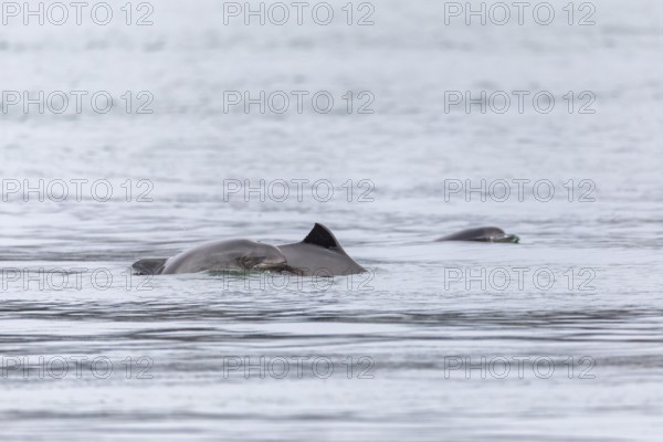 A group of Harbour porpoises (Phocoena phocoena) with their babies swim along the Baltic Sea coast,