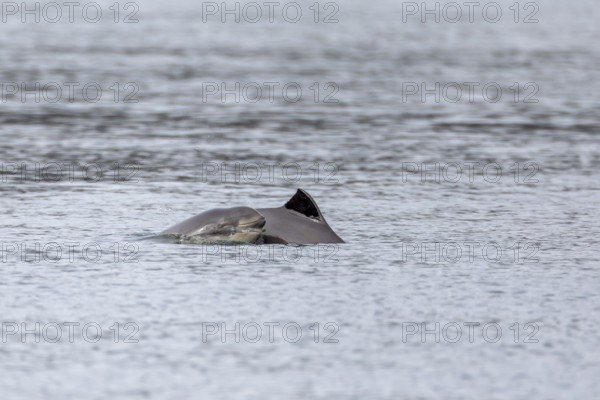 In contrast to adult Harbour porpoises (Phocoena phocoena), which rarely break the water surface