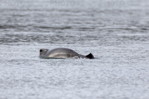 When the young Harbour porpoises (Phocoena phocoena) break the surface of the water, their eyes are