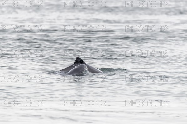 Photographing the Harbour porpoise (Phocoena phocoena) is very difficult, as it usually only takes