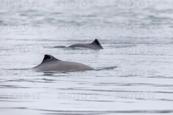 The Harbour porpoise (Phocoena phocoena) is a very small species of cetacean and, with a bit of