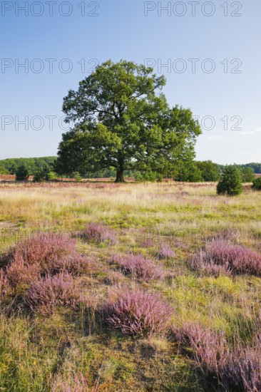 Large oak tree in blooming LÃ¼neburger Heide, Lower Saxony, Germany