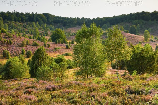 Trees and blooming heath at Totengrund in the LÃ¼neburger Heide nature park Park, Lower Saxony,