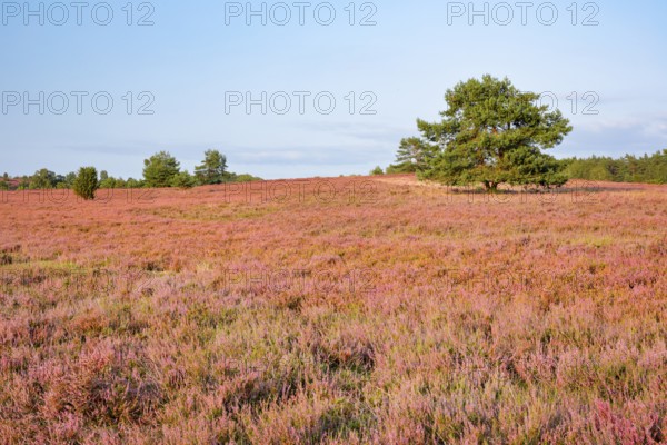 Pine in the midst of blooming heath at the foot of Wilseder Berg, . LÃ¼neburger Heide nature park