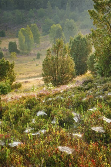 Trees and blooming heath at Totengrund in the LÃ¼neburgmer Heide nature park Park, Lower Saxony,
