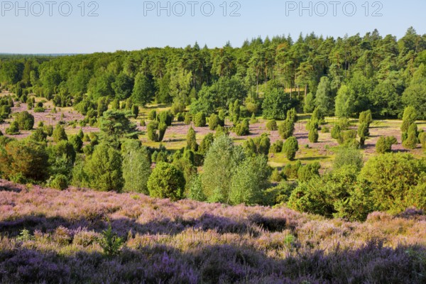 Trees and blooming heath near Steingrund in the LÃ¼neburger Heide nature park Park, Lower Saxony,