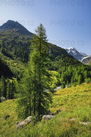 Larch trees in the Arolla Valley with the summit of Mt. Collon in the background, Val d'Hérens,
