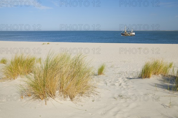 Sand dunes and an elbow beach on the coast of the German island of Sylt with a view of the island