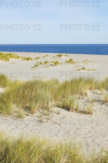 Sand dunes and sandy beach at Ellenbogen on the island of Sylt, Germany