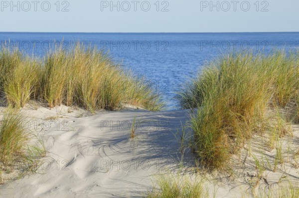 Sand dunes on the elbow on the island of Sylt, Germany