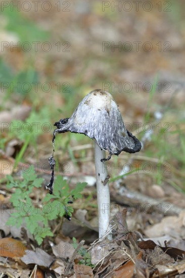 Crested intling (Coprinus comatus) that grows in a green meadow with the gills melting under the