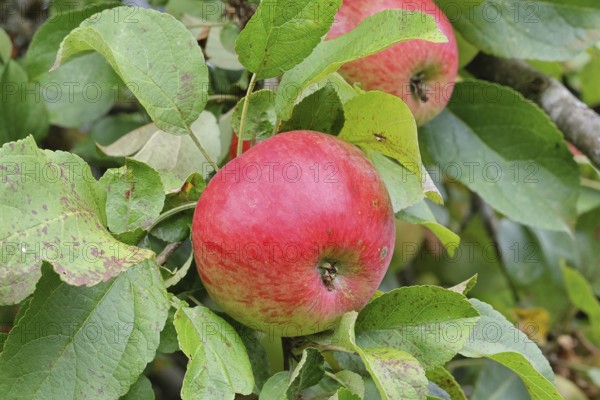 Apple (Malus domestica), red apple, ripe fruit on an apple tree, Wilnsdorf, North Rhine-Westphalia,
