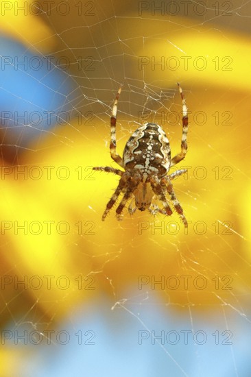Aculepeira ceropegia, (Araneus ceropegia), macro photograph, spider, arachnid, Wilnsdorf, North