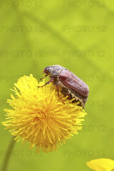 Cockchafer, field cockchafer (Melolontha melolontha), female on a dandelion (Taraxacum) flower,