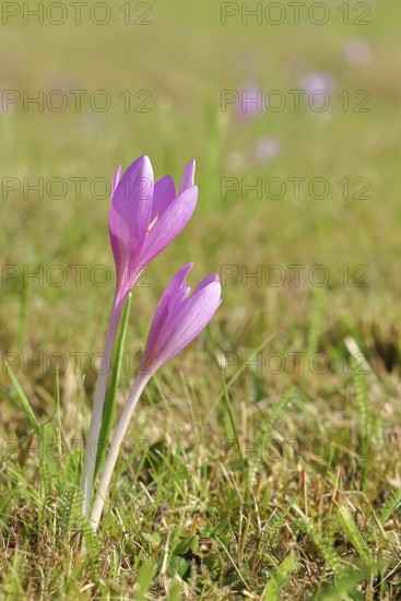 Autumn crosses (Colchicum autumnale), timeless plants (Colchica) half-opened flowers in a meadow,