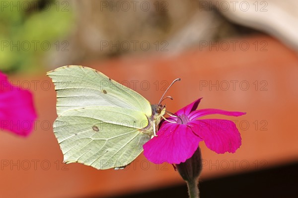 Lemon butterfly (Gonepteryx rhamny) on crown campion (Lychnis coronaria), in a nature garden,