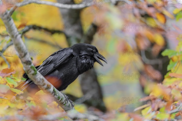 A common raven (Corvus corax) sits in an autumnal colored tree. Austria