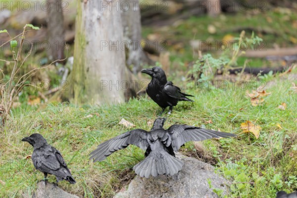 A young raven (Corvus corax) stands on a rock in a meadow at the edge of the forest and begs its