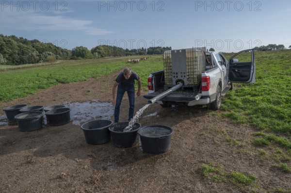 Young shepherd fills water tubs in the pasture for his sheep (Ovis gmelini aries), Othenstorf,