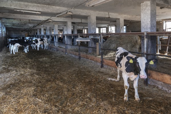 Old cowshed with free-ranging calves, agricultural cooperative, Mecklenburg-Western Pomerania,