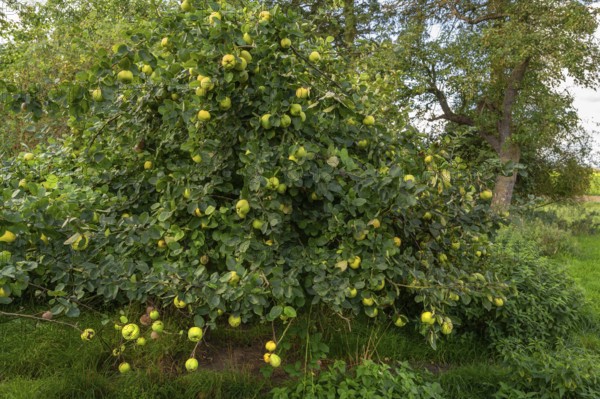 Quince tree (Cydonia oblonga) full of ripe fruits, orchard at Gut Othenstorf, Mecklenburg-Western