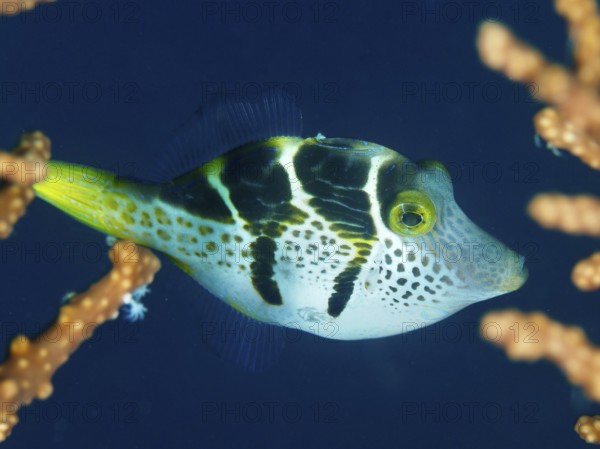 Small filefish, mimicry filefish (Paraluteres prionurus) with yellow-black stripes in blue water