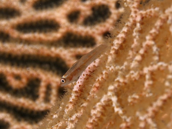 Small transparent-colored fish, Mozambican ghost gown (Pleurosicya mossambica), on a textured coral