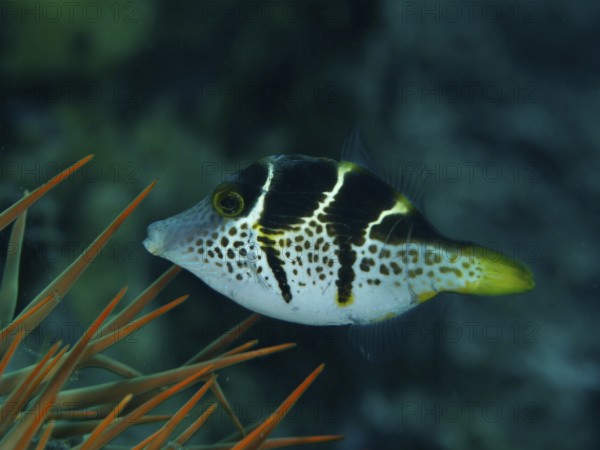 Small filefish, mimicry filefish (Paraluteres prionurus) with black-yellow stripes swims next to