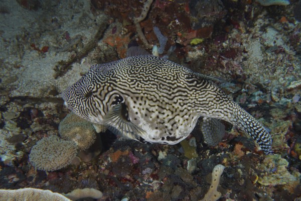 A large patterned pufferfish, map pufferfish (Arothron mapa) in black and white, swims above the