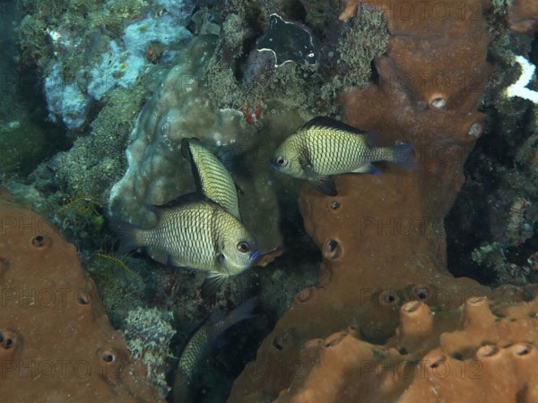 Web Prussian fish (Dascyllus reticulatus) in front of brown sea sponge. Spice Reef Dive Site,