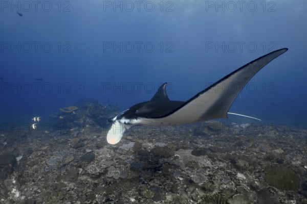 Elegant manta ray, reef manta (Mobula alfredi), swims across a coral floor in the ocean. Manta