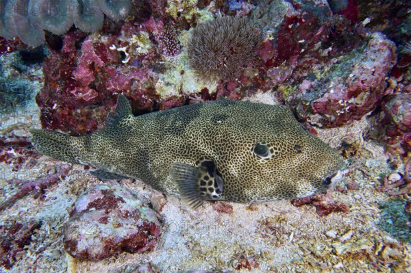 A blowfish, giant pufferfish (Arothron stellatus), lies well camouflaged on the sandy seabed.