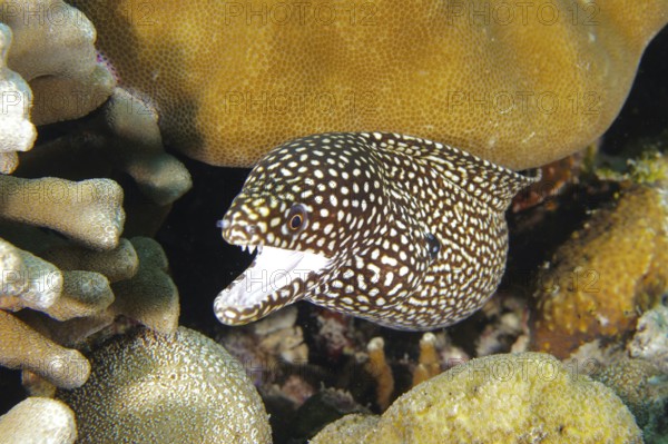A spotted moray eel, pearl moray, white-mouthed moray (Gymnothorax meleagris), between colorful