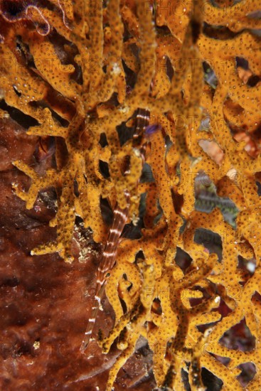 Pacific trumpetfish (Aulostomus chinensis) hides in coral structure. SD Dive Site, Nusa Ceningan,